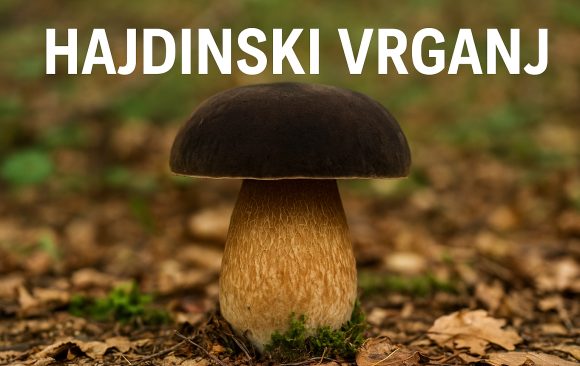 hajdinski vrganj, Boletus aereus, vrganji, gljive