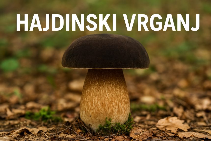 hajdinski vrganj, Boletus aereus, vrganji, gljive