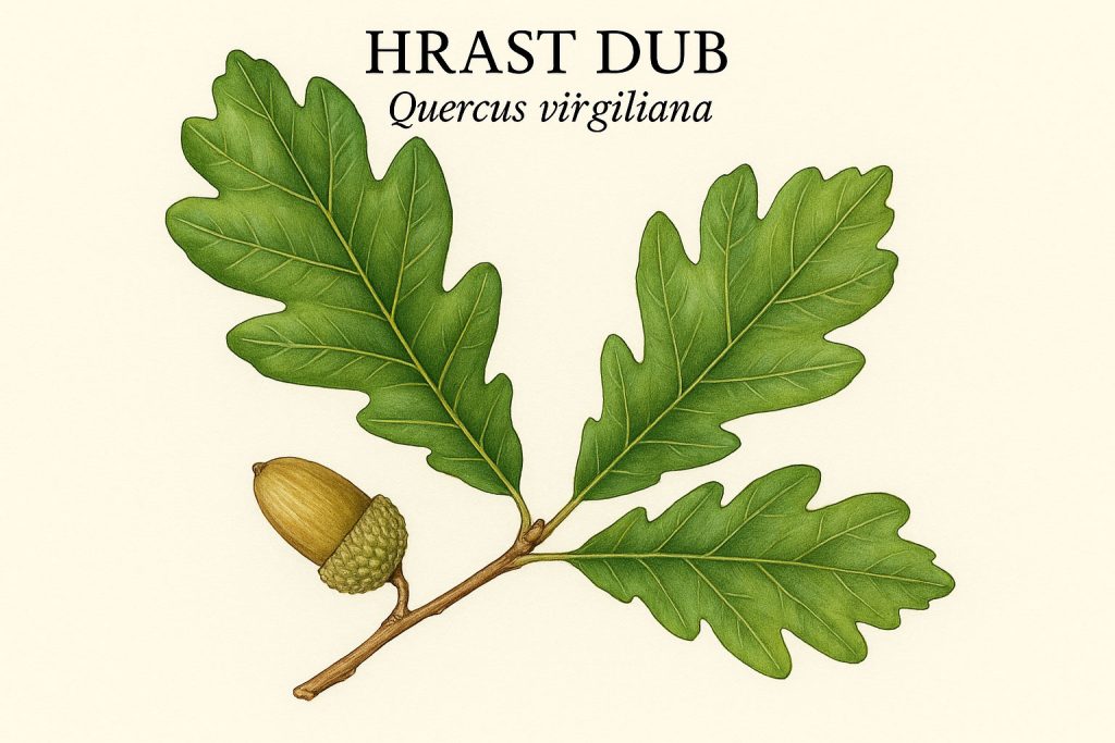 hrastovi u Hrvatskoj
