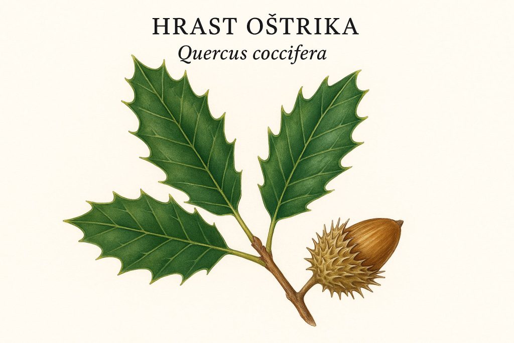 hrastovi u Hrvatskoj
