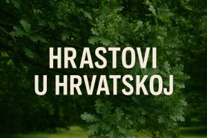 hrastovi u Hrvatskoj