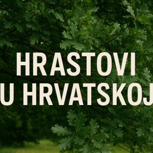hrastovi u Hrvatskoj