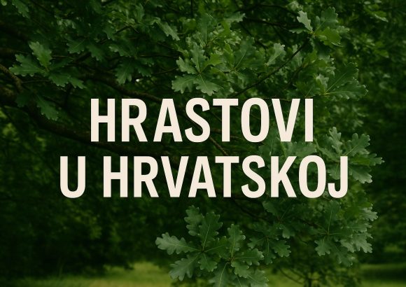hrastovi u Hrvatskoj