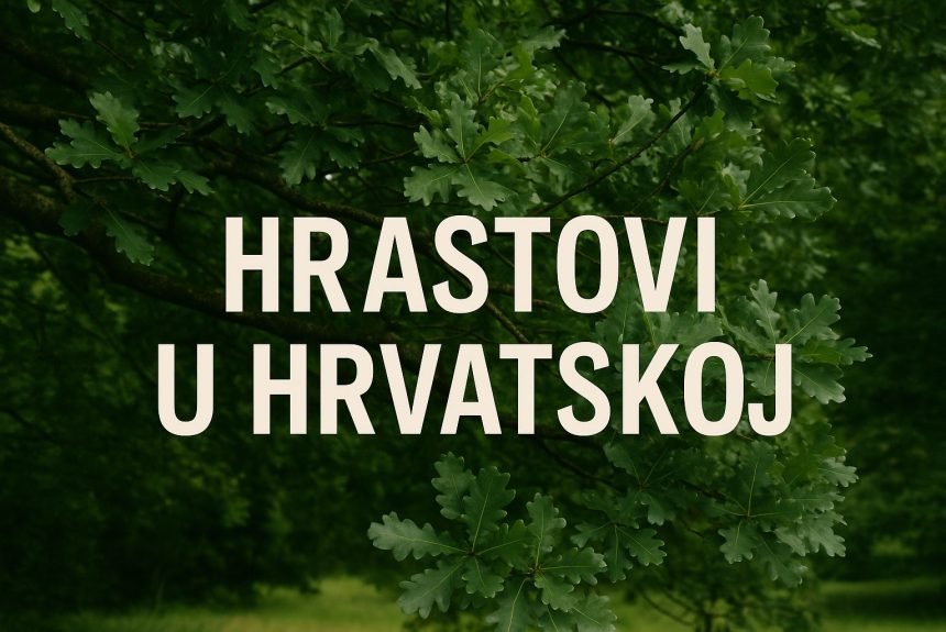 hrastovi u Hrvatskoj