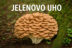 Jelenovo uho, Polyporus umbellatus