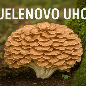 Jelenovo uho, Polyporus umbellatus