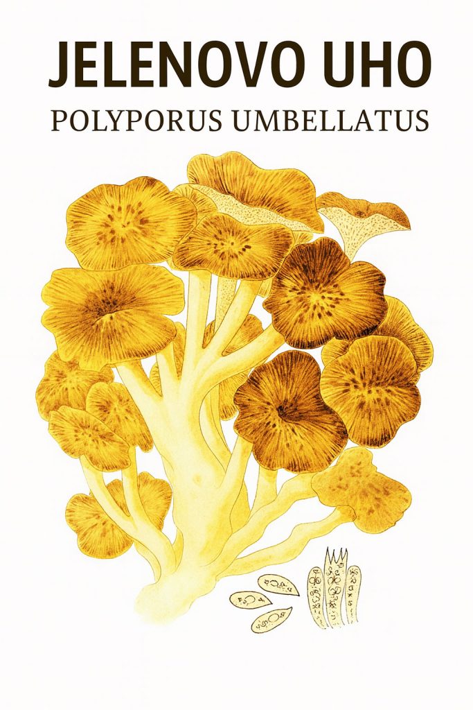 Jelenovo uho, Polyporus umbellatus