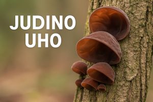 judino uho, Auricularia auricula-judae