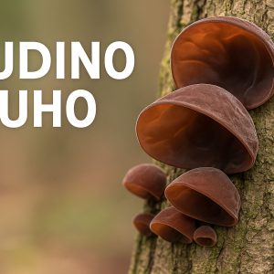 judino uho, Auricularia auricula-judae