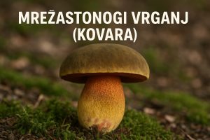 Mrežastonogi vrganj, Suillellus luridus, kovara