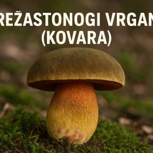 Mrežastonogi vrganj, Suillellus luridus, kovara