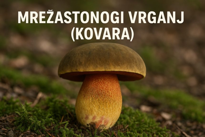 Mrežastonogi vrganj, Suillellus luridus, kovara