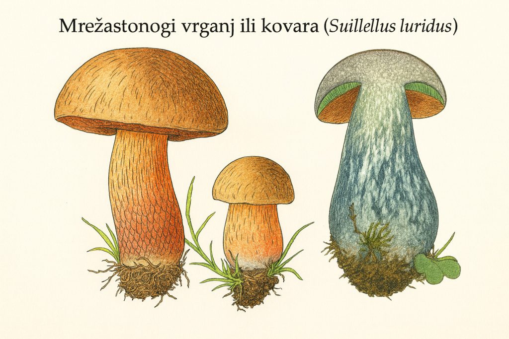 Mrežastonogi vrganj, Suillellus luridus, kovara