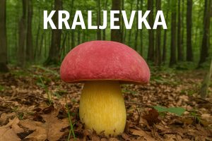 kraljevka, gljiva, Butyriboletus regius