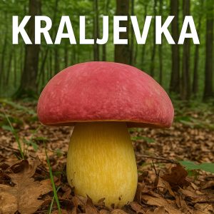 kraljevka, gljiva, Butyriboletus regius