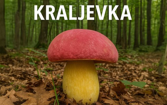 kraljevka, gljiva, Butyriboletus regius
