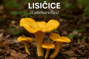 lisičice, Cantharellus, lisičarke, lisičke