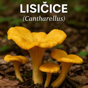 lisičice, Cantharellus, lisičarke, lisičke