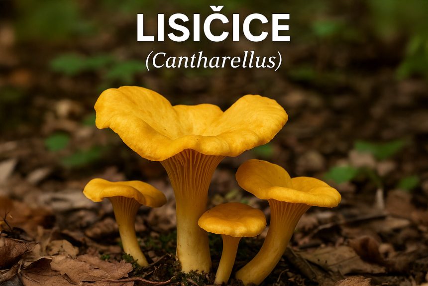 lisičice, Cantharellus, lisičarke, lisičke