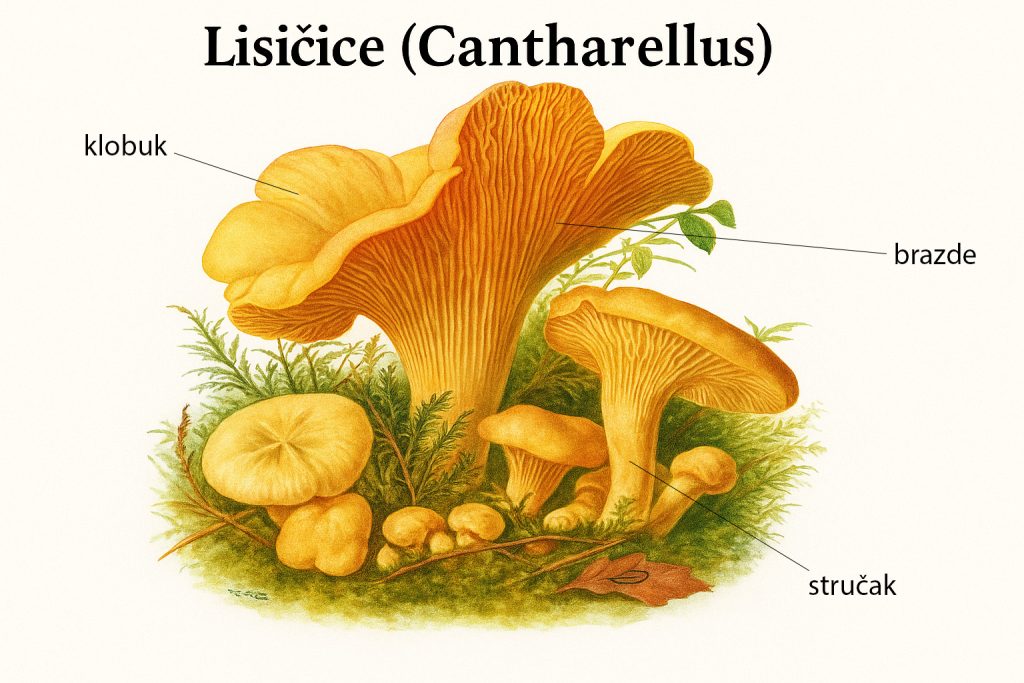 lisičice, Cantharellus, lisičarke, lisičke