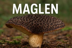 maglen ili kozonoga rupičarka, Scutiger pes-caprae, gljive