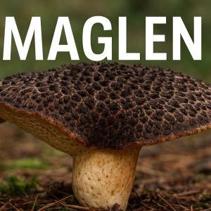 maglen ili kozonoga rupičarka, Scutiger pes-caprae, gljive