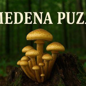 medena puza, Armillaria mellea