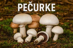 pečurke