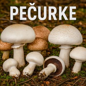 pečurke