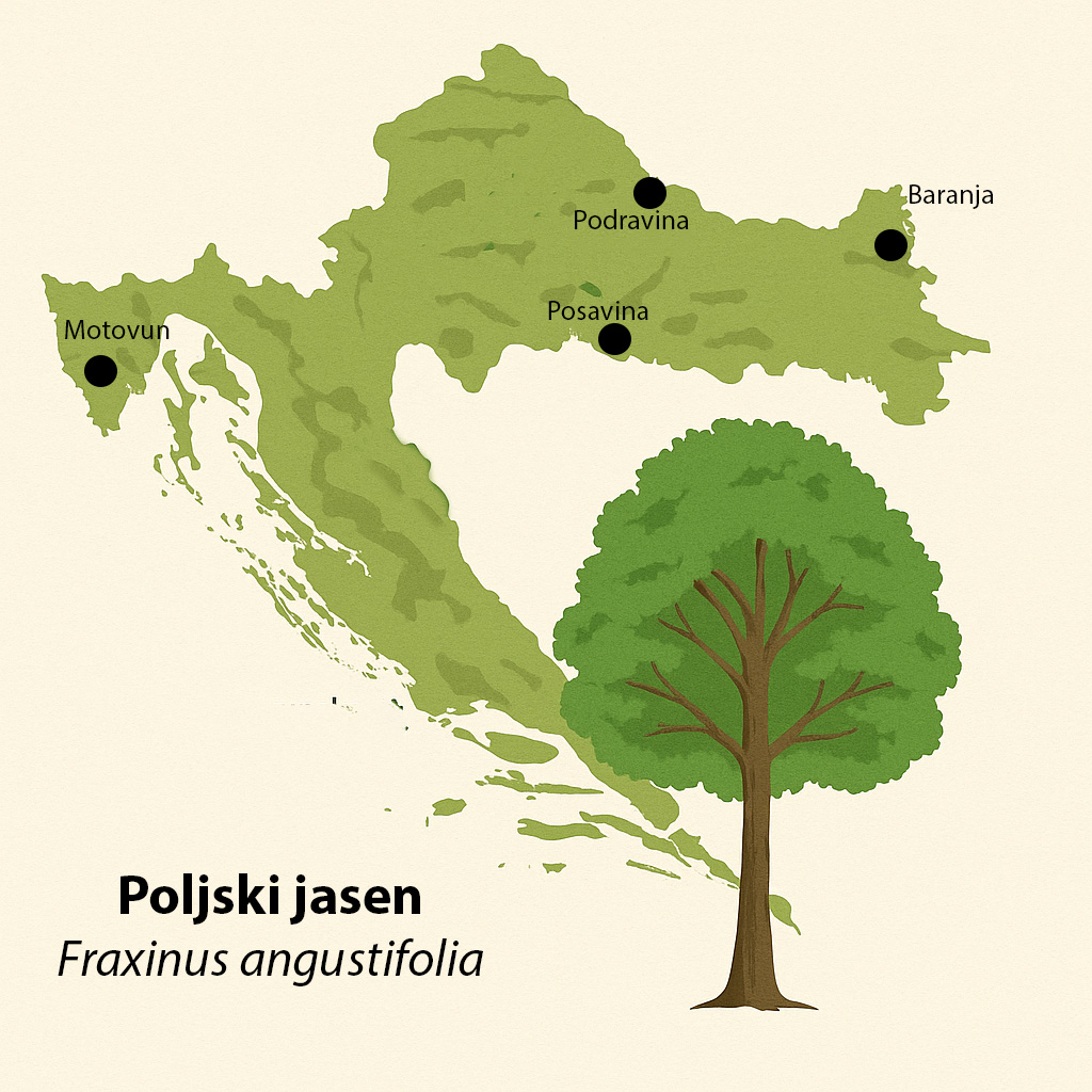Poljski jasen, Fraxinus angustifolia