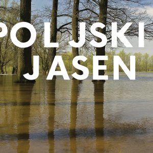 Poljski jasen, Fraxinus angustifolia