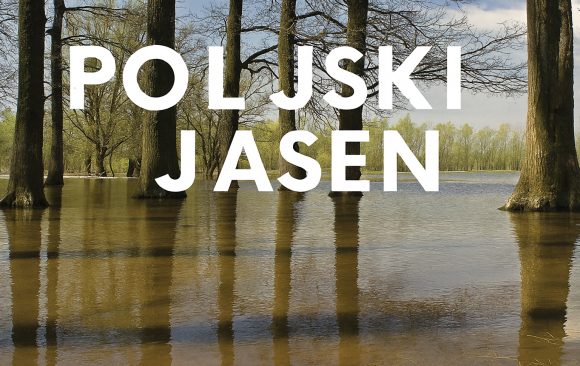 Poljski jasen, Fraxinus angustifolia