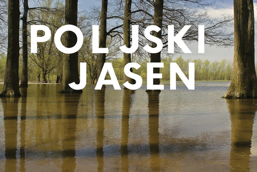 Poljski jasen, Fraxinus angustifolia