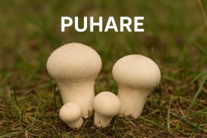gljive, puhare, puhara