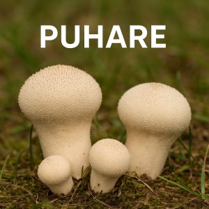 gljive, puhare, puhara