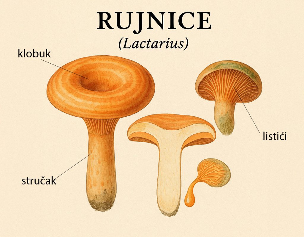gljive, rujnice, Lactarius