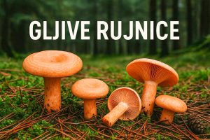 gljive, rujnice, Lactarius