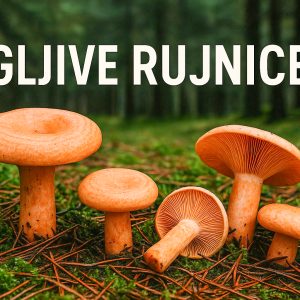 gljive, rujnice, Lactarius