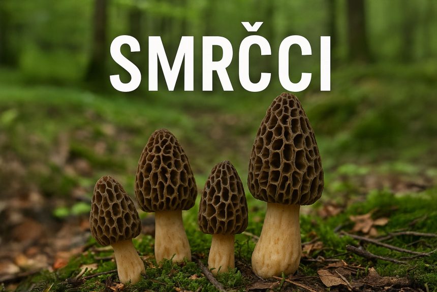 smrcak_feat smrčak,smrčci, gljive, morchella