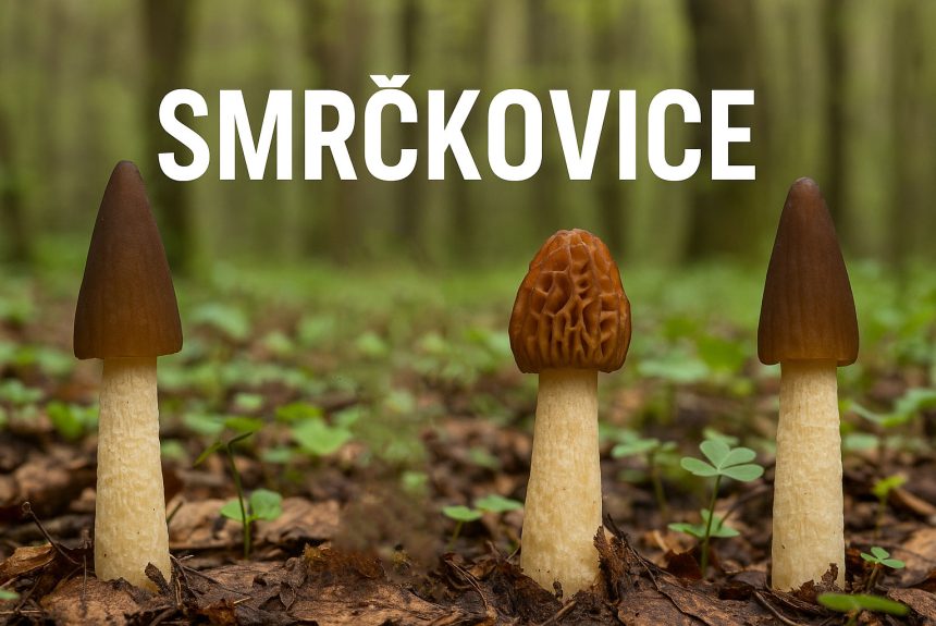 smrčkovice, smrčkovica, češka, prstasta, gljive