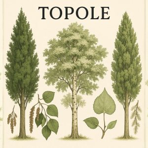topole, topola, populus