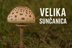 Velika sunčanica, Macrolepiota procera, gljive, sunčanica, sunčanice