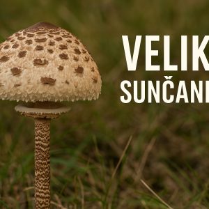 Velika sunčanica, Macrolepiota procera, gljive, sunčanica, sunčanice