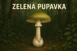 zelena pupavka, Amanita phalloides
