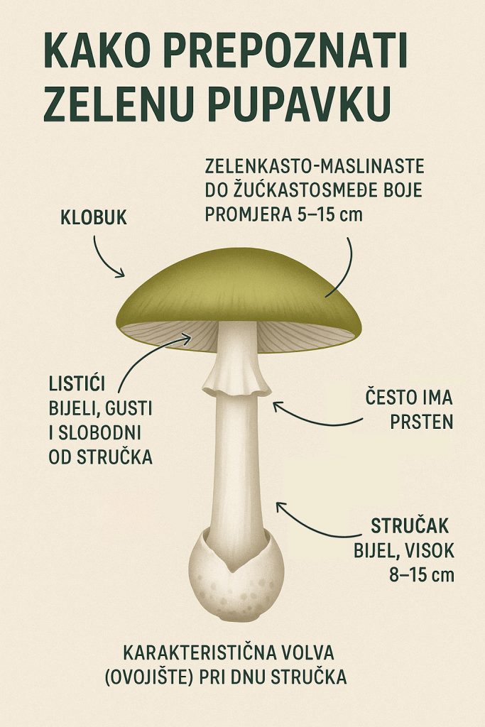 Zelena pupavka (Amanita phalloides