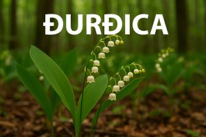 đurđica, Convallaria majalis