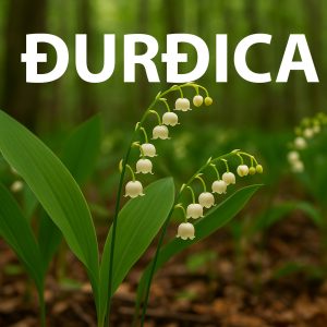 đurđica, Convallaria majalis