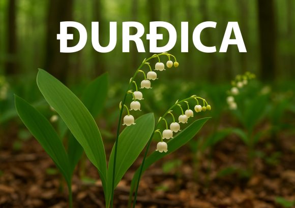 đurđica, Convallaria majalis