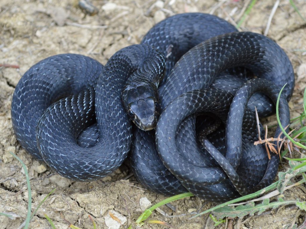 Crna poljarica, Hierophis viridiflavus carbonarius, crni gad, črni gad