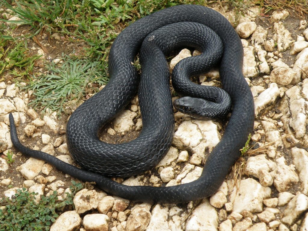 Crna poljarica, Hierophis viridiflavus carbonarius, crni gad, črni gad